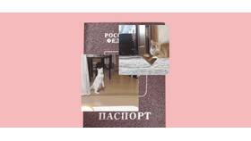 Потерял паспорт: что делать через Госуслуги в Карло Пазолини